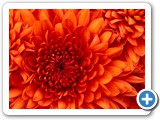 Chrysanthemum